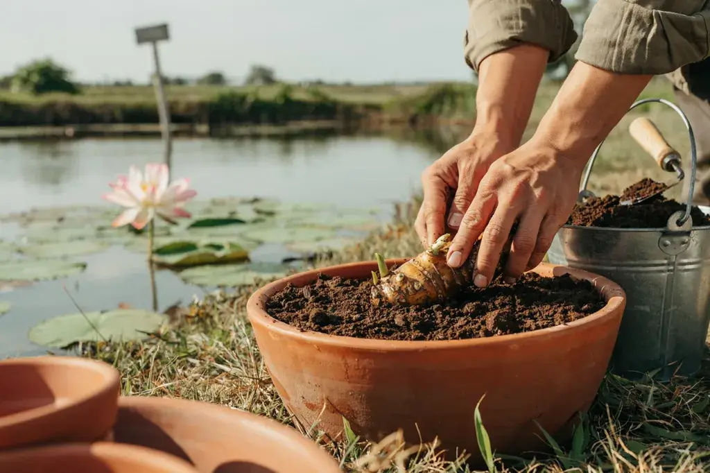 How To Plant a Lotus Flower