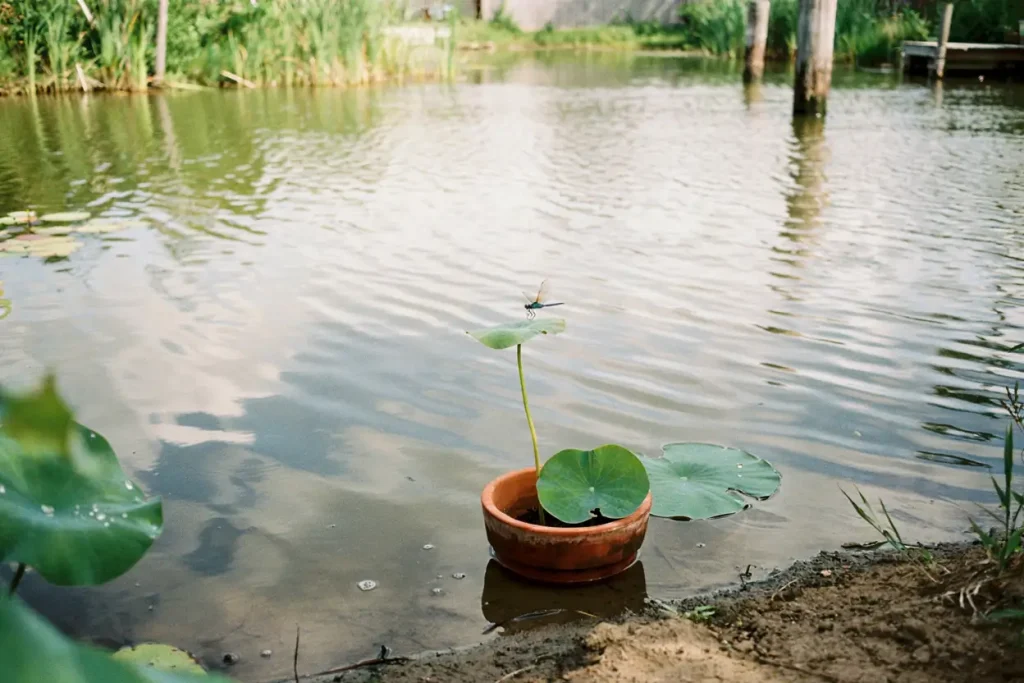 How To Plant a Lotus Flower