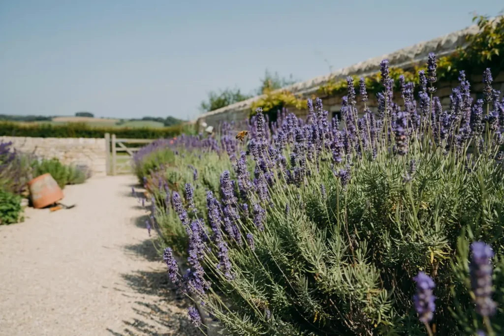 English Lavender