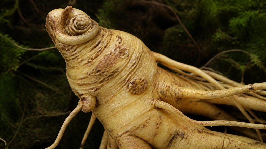 How Can You Tell the Age of Ginseng