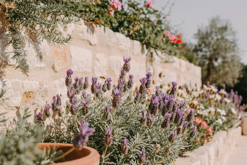 Spanish Lavender