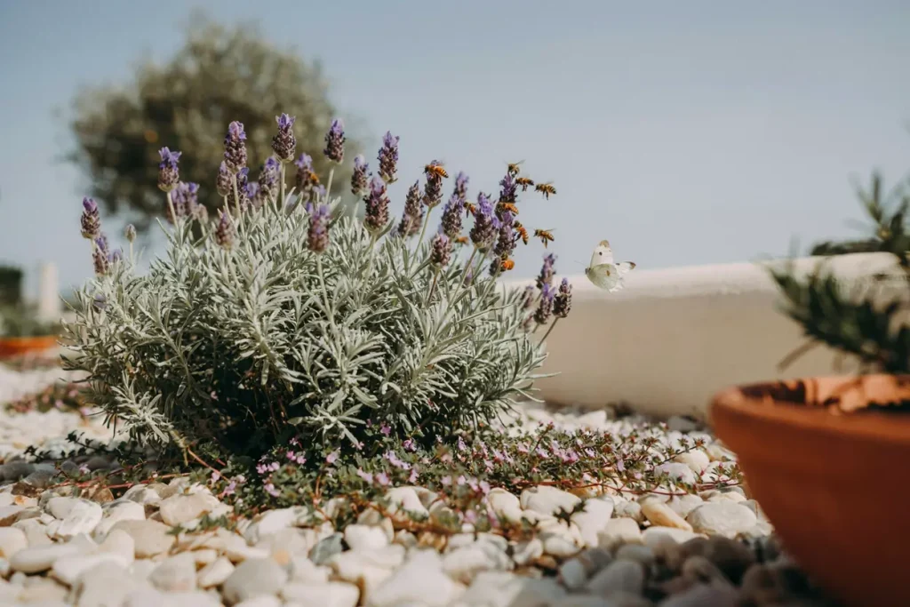 Woolly Lavender