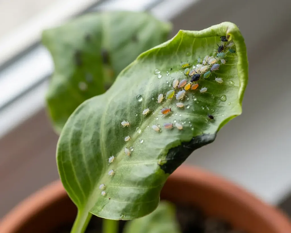 How to Spot an Aphid Infestation