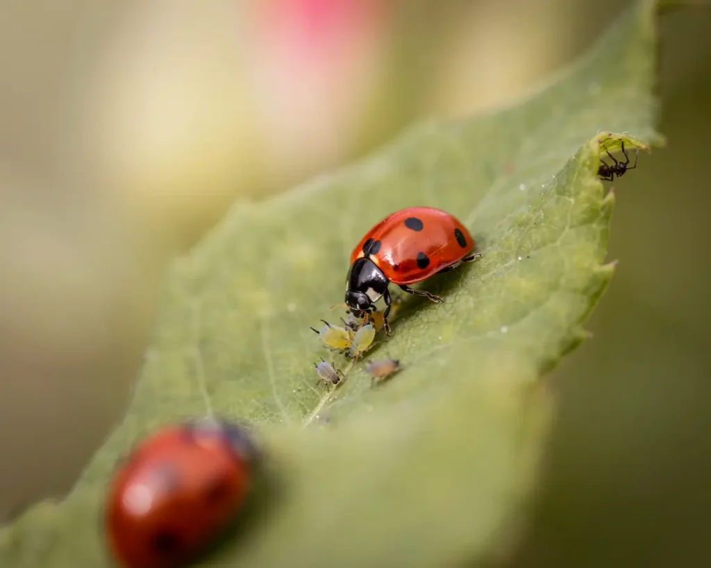 Natural Ladybird Predator