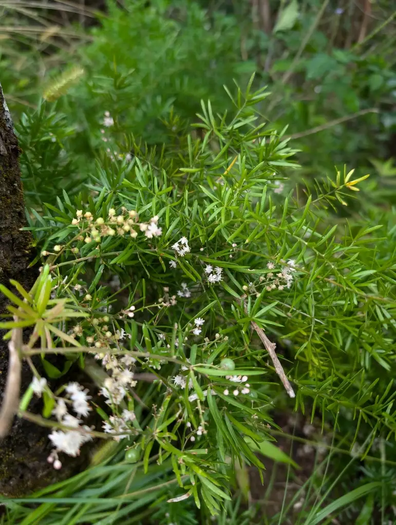 Sprenger's asparagus fern (Asparagus aethiopicus) with long arching stems, a foxtail fern look-alike