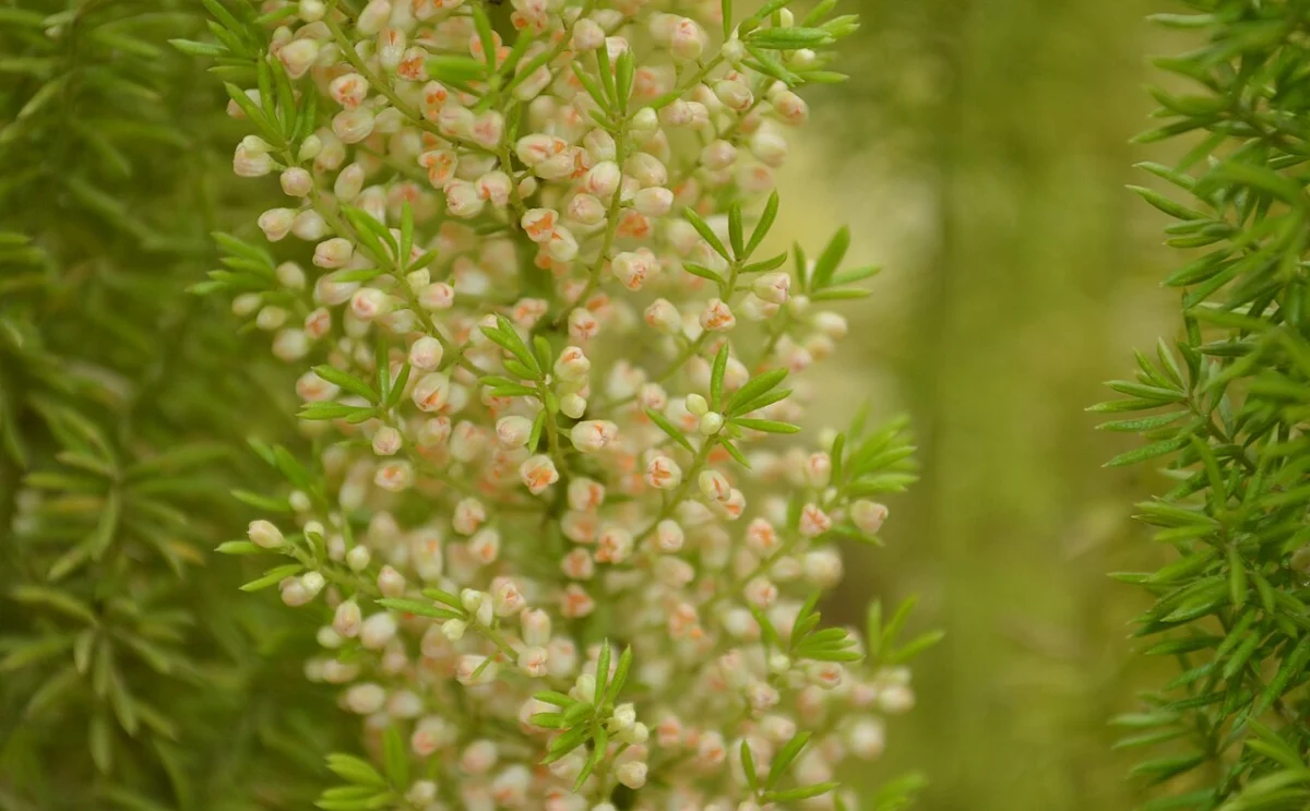 Asparagus densiflorus flower buds, the small white flowers that come before red berries