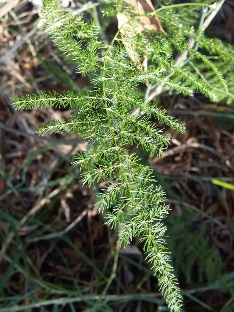 Plumosa fern (Asparagus setaceus) with flat lacy fronds, compared with foxtail fern