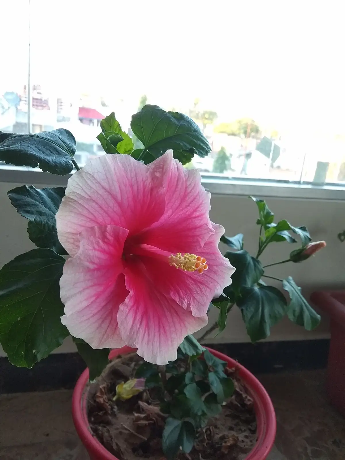 China rose (Hibiscus rosa-sinensis) plant with glossy green leaves and red flower