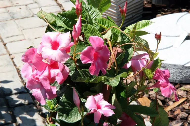 Red dipladenia (Mandevilla sanderi) flowers and glossy leaves