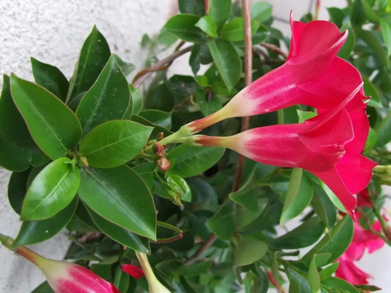 Compact dipladenia (Mandevilla sanderi) with pink trumpet flowers and glossy leaves