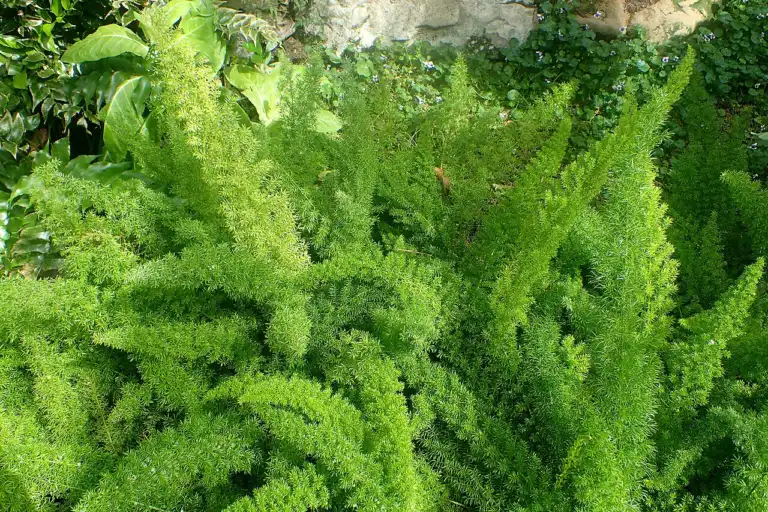 Foxtail fern (Asparagus densiflorus 'Myersii') with upright plume-like stems at the Missouri Botanical Garden