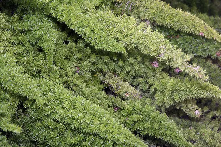 Foxtail fern (Asparagus densiflorus 'Myersii') plumes covered in tiny needle-like cladodes