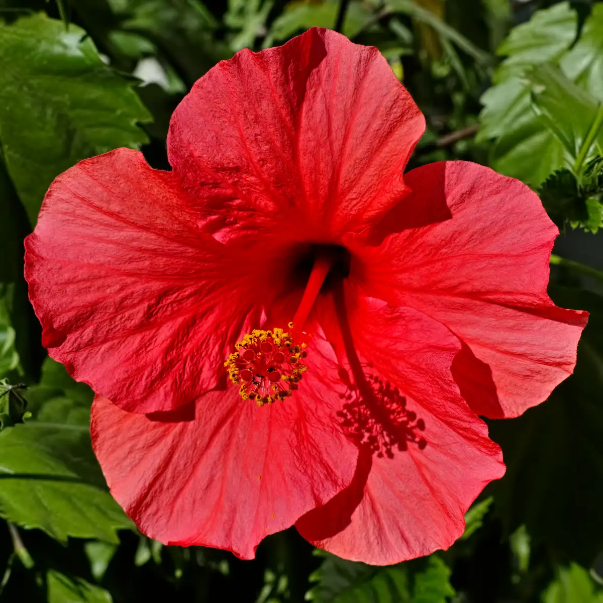 Tropical hibiscus Hibiscus rosa-sinensis 'Brilliant' red flower in an Austrian garden