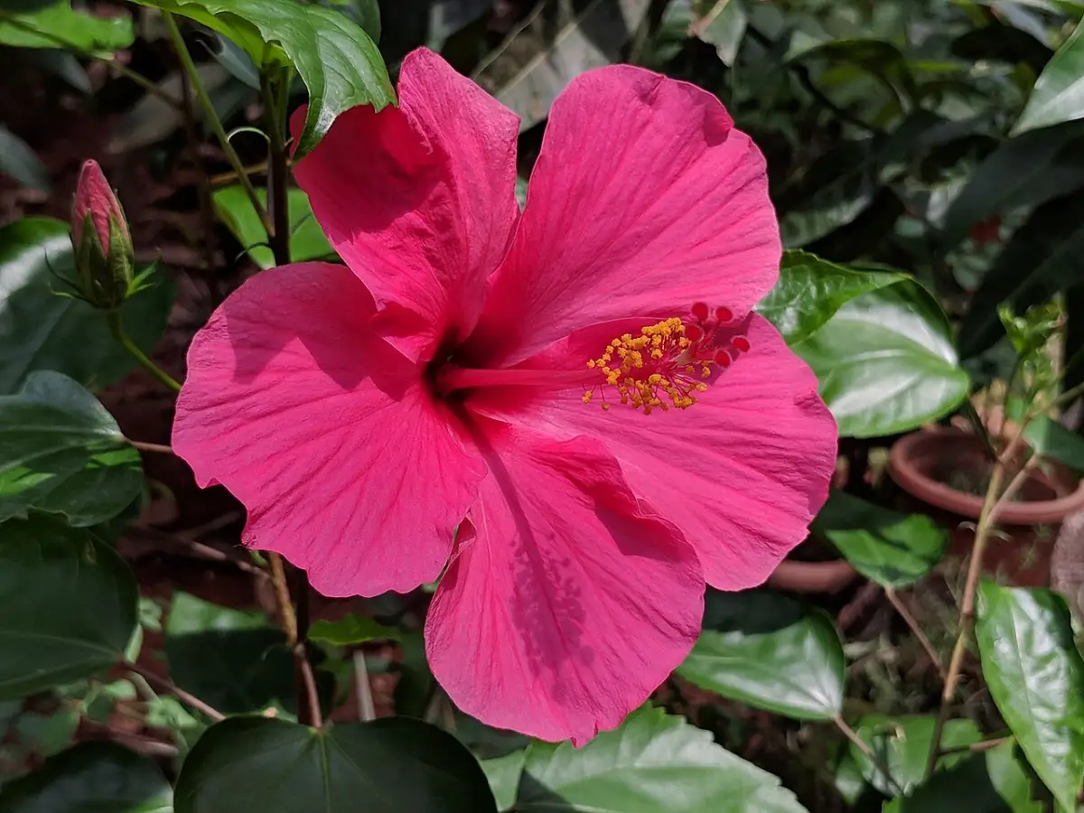 Chinese hibiscus (Hibiscus rosa-sinensis) flower with glossy leaves