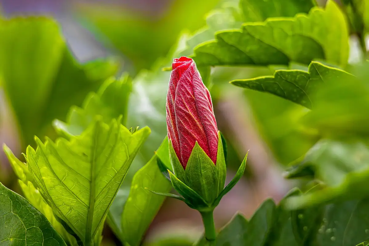 Flower bud of tropical hibiscus (Hibiscus rosa-sinensis) forming at the tip of new growth