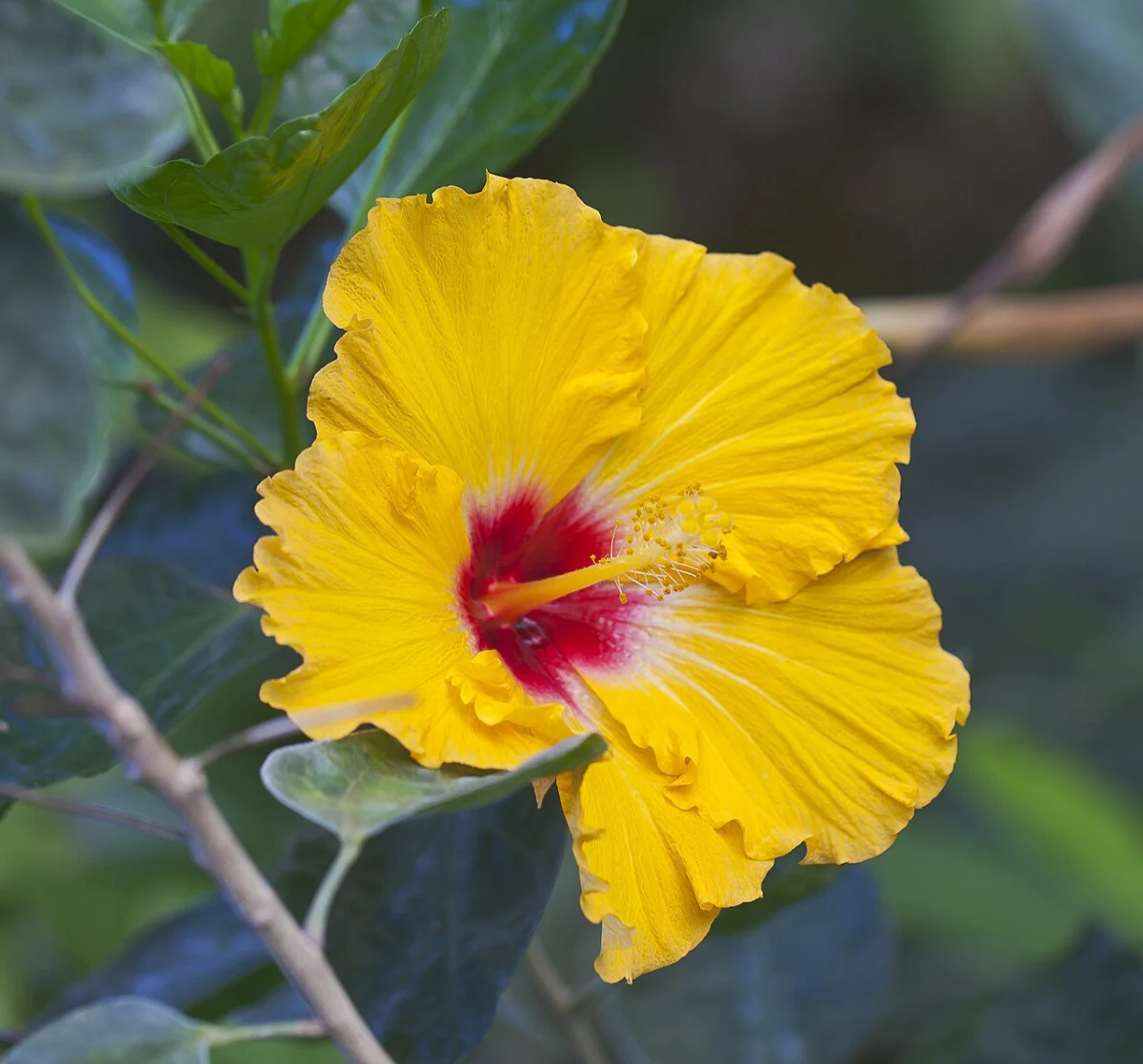 Chinese hibiscus (Hibiscus rosa-sinensis) shrub with red flowers growing in the ground in Tenerife