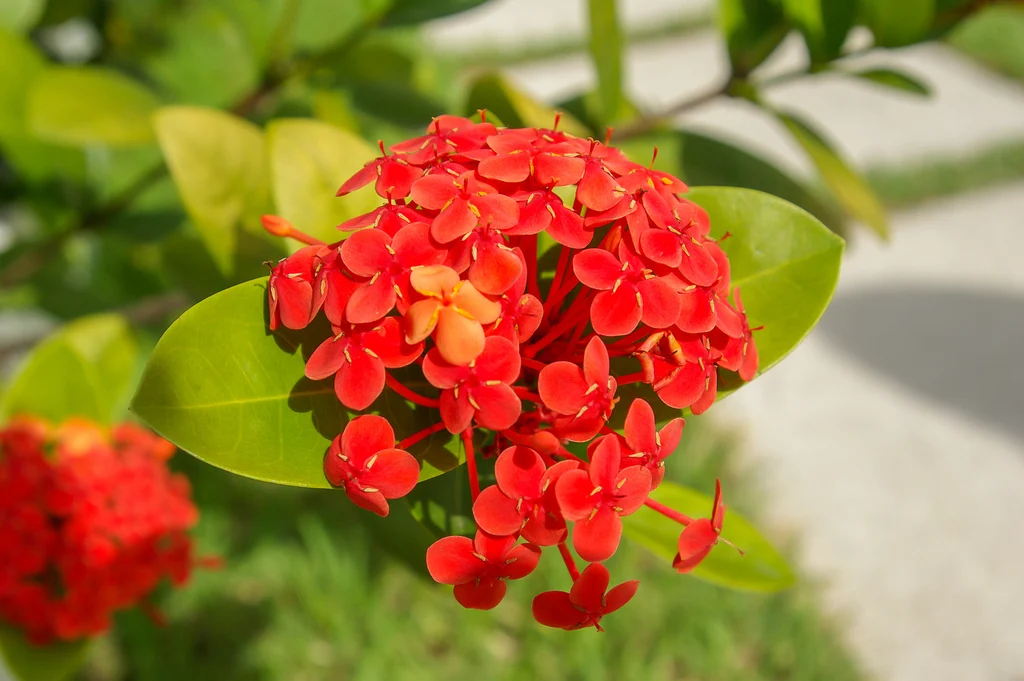 Chinese ixora (Ixora chinensis) flower cluster with rounded petals