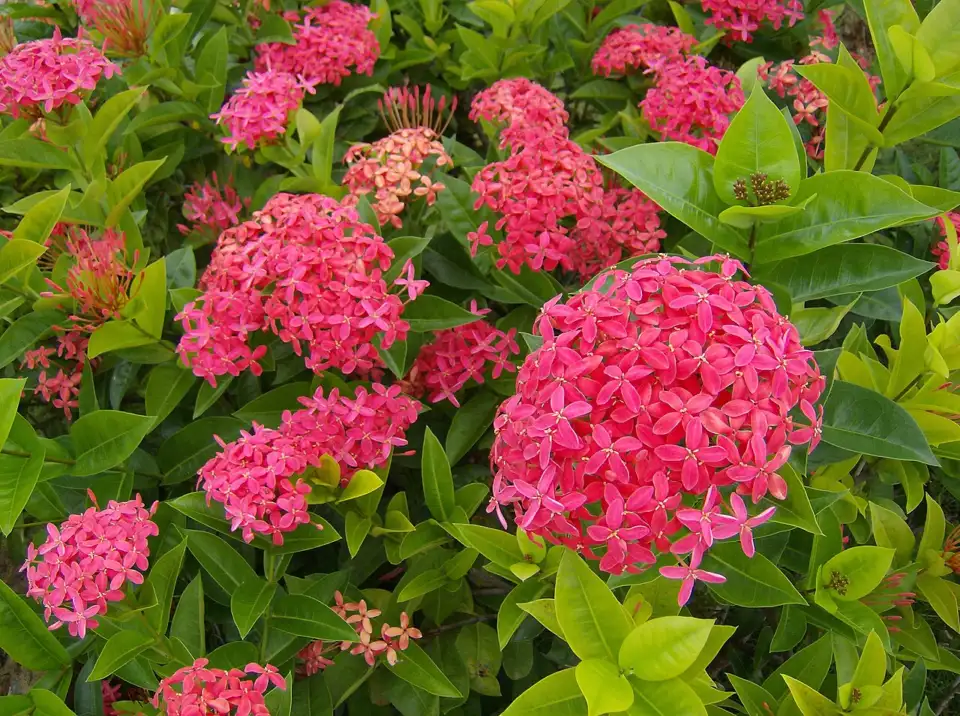 Red jungle geranium (Ixora coccinea) flowers with pointed petals