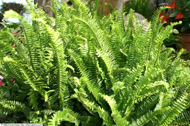 Kimberly Queen fern (Nephrolepis obliterata) with upright sword-shaped fronds at a garden center