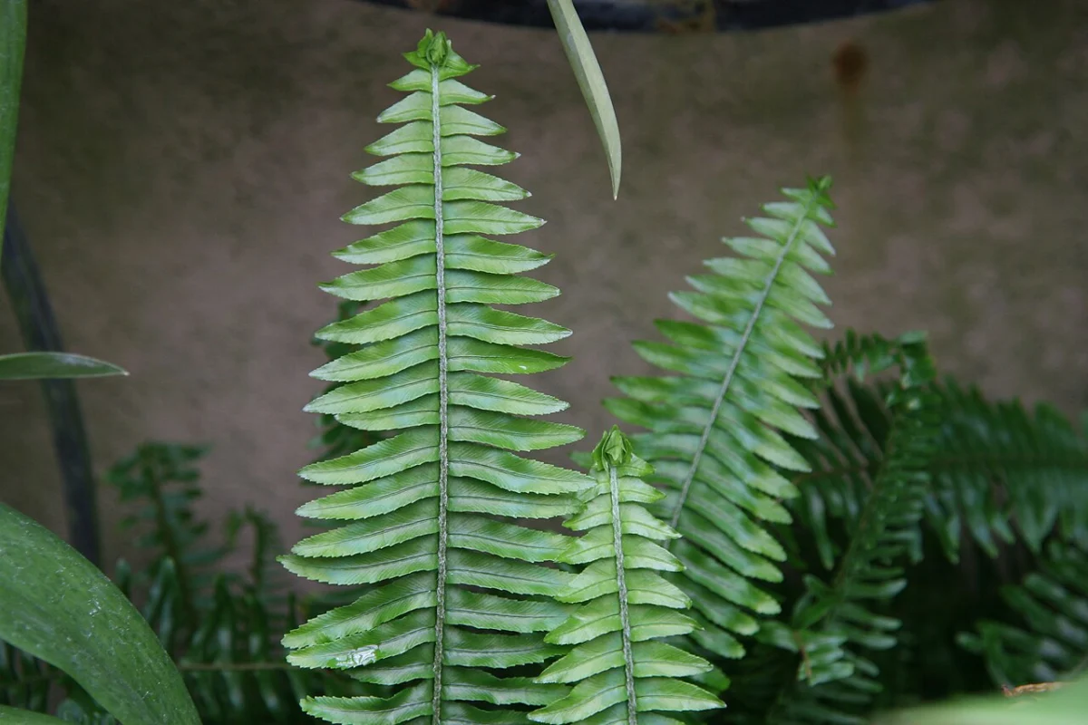 Kimberly Queen fern (Nephrolepis obliterata) fronds at Longwood Gardens