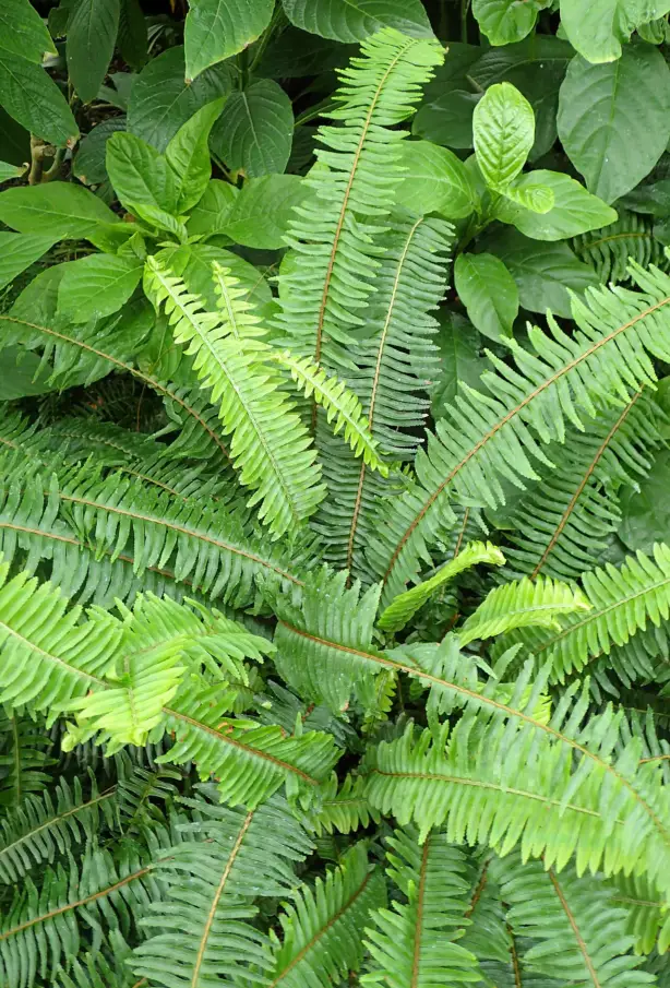 Kimberly Queen fern (Nephrolepis obliterata) growing at Chicago Botanic Garden in partial shade