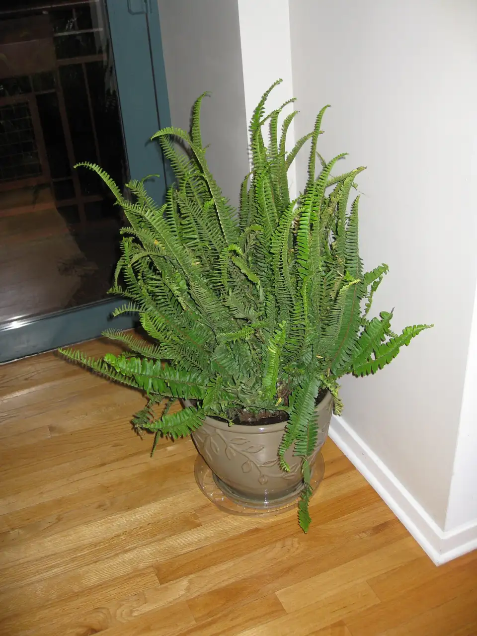 Potted Kimberly Queen fern (Nephrolepis obliterata) grown as a houseplant