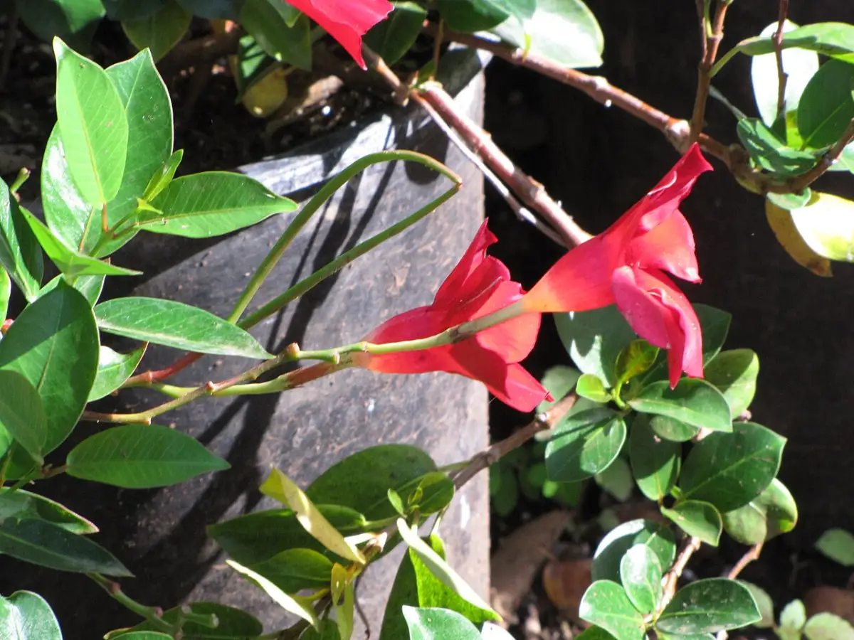 Mandevilla splendens flowers and leaves showing leaf shape and five-lobed corolla