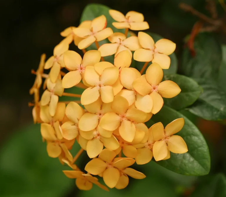 Maui ixora (Ixora 'Maui Sunset') flower cluster with peach and yellow blooms