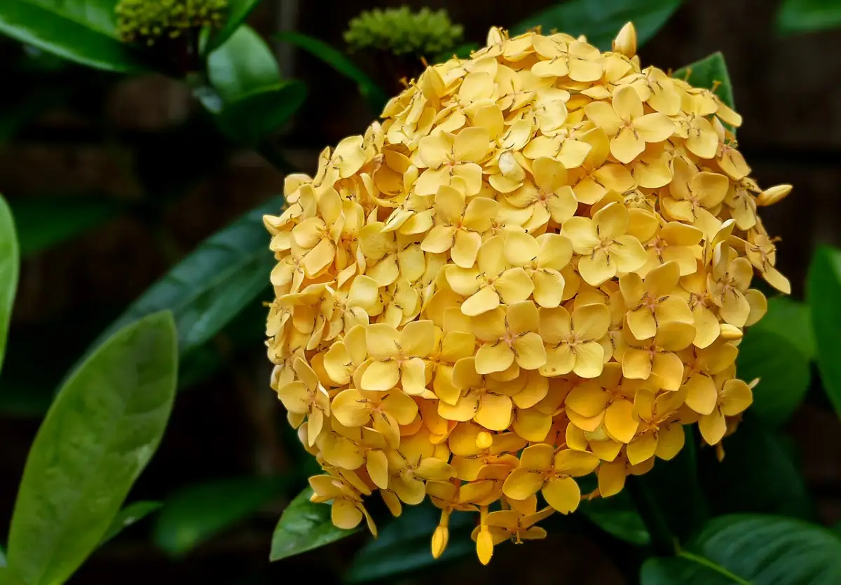 Yellow Maui ixora (Ixora 'Maui Sunset') blooms and glossy leaves