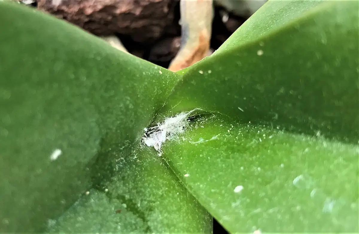 Citrus mealybugs (Planococcus citri), a common dipladenia pest, on a houseplant