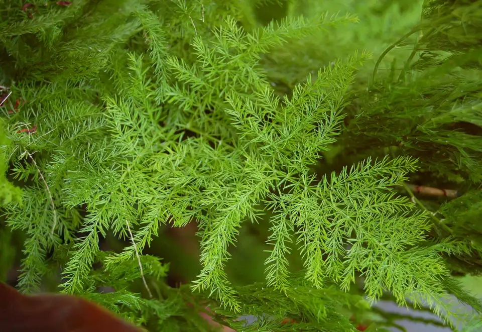 Flat lacy sprays of plumosa fern (Asparagus setaceus), a look-alike of the Sprengeri fern