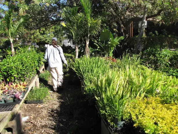 Rows of potted tropical hibiscus (Hibiscus rosa-sinensis) at a nursery in Maui, Hawaii