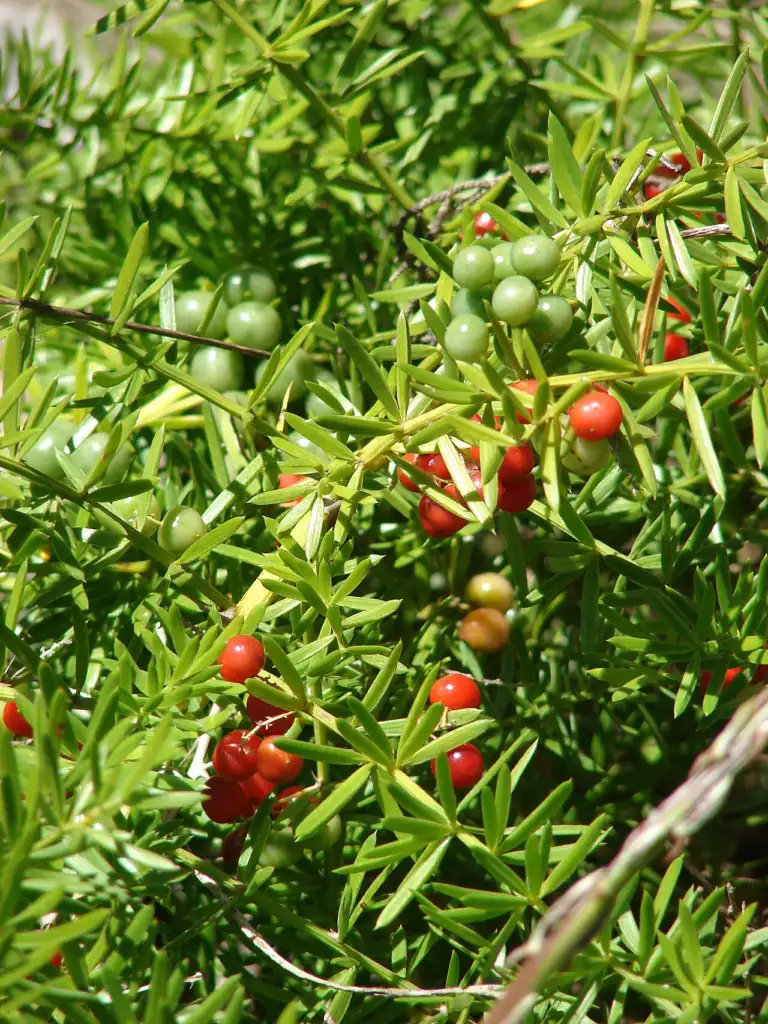 Asparagus fern (Asparagus densiflorus) needles and red berries, which are toxic to pets