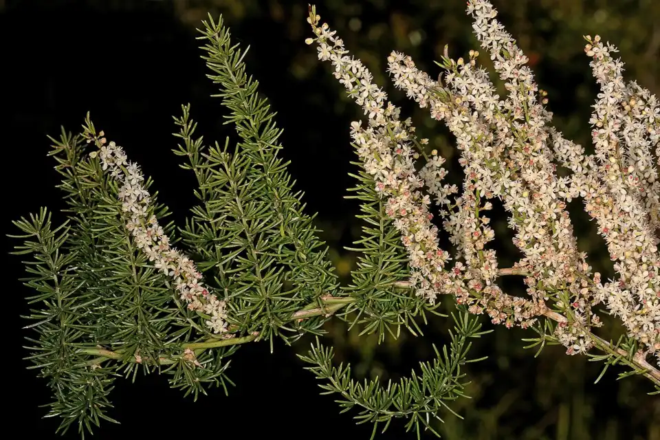 Small white flower clusters of Sprenger's asparagus (Asparagus aethiopicus) in South Africa