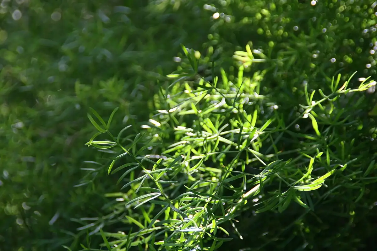 Sprengeri asparagus fern (Asparagus densiflorus 'Sprengeri') growing in a garden bed at Fairchild Tropical Botanic Garden