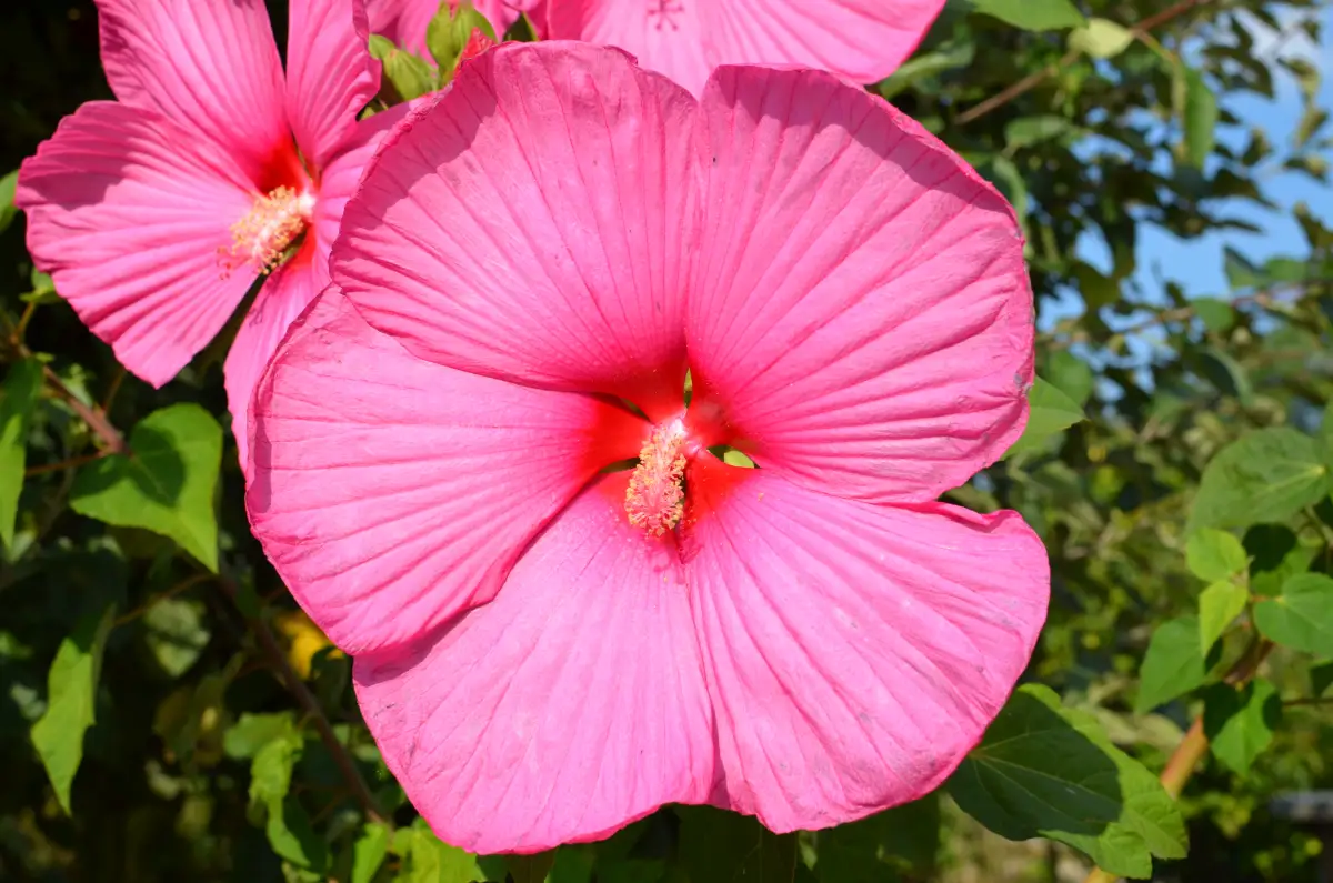 Tropical hibiscus (Hibiscus rosa-sinensis) grown in the Netherlands, a cool-summer climate