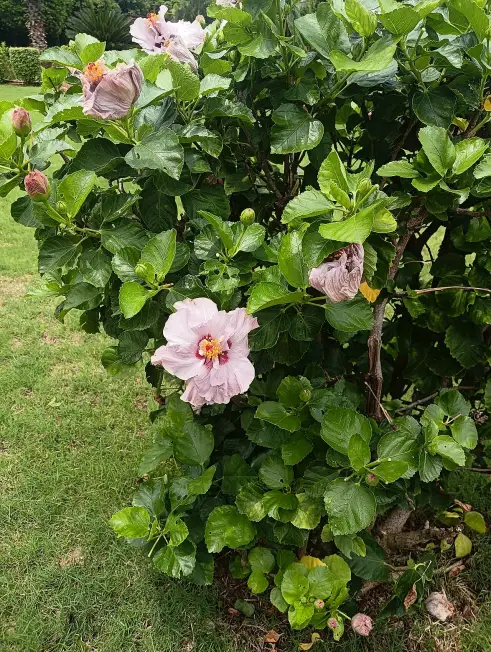 Tropical hibiscus (Hibiscus rosa-sinensis) with light pink flowers and buds on a green bush