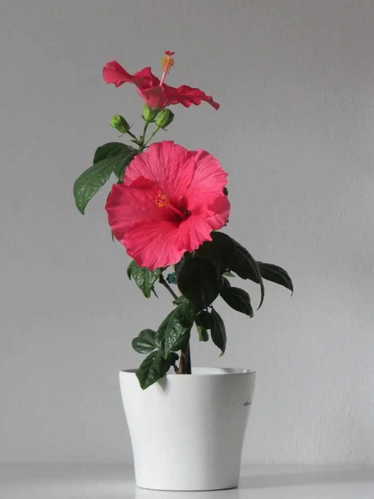 Potted tropical hibiscus (Hibiscus rosa-sinensis) seen from the side in a container