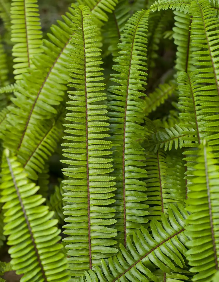 Tuberous sword fern (Nephrolepis cordifolia), a Kimberly Queen fern look-alike